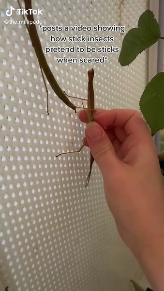 Stick Bug Videos - Funny Reactions and Memes