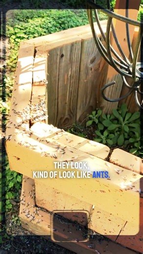 3.9K views · 15 reactions | Are you seeing strange mud tubes or piles...