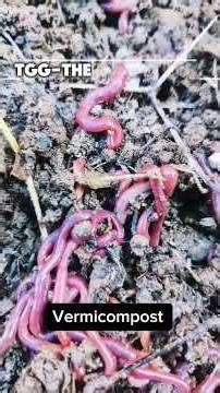 Vermicompost in 60 Seconds 🌱 | Easy Method #tggthegardenguy #vermicompost