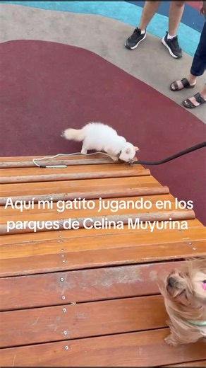 Vivir en Celina Muyurina: Tu nuevo hogar en Cochabamba