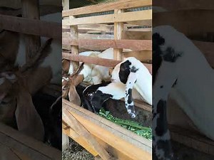 Kandang kambing gede banget isinya 60 ekor an