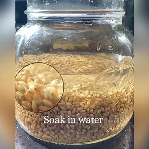 I have been wanting to do sprouted wheat but keep procrastinating until my zumi @janetthesoprano started it, and finally I moved my butt. It is actually quite easy with only a few steps. ➡️Wash and clean the wheat berries ➡️Drain it and soak the berries for 8-12hours in a jar with sufficient water to cover the wheat berries. ➡️Drain the berries and leave it in the colander at a cool place. Rinse it 2-3 times a day. ➡️Dehydrate the berries when you see it has sprouted. ➡️ Mill the sprouted wheat 