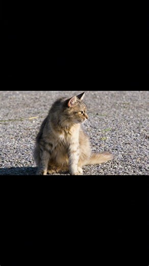 子猫が成猫になったと感じる瞬間５選