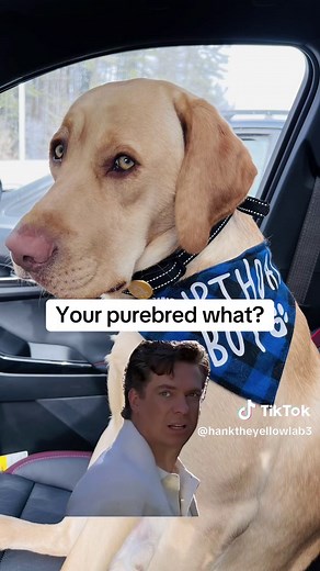 Understanding Labradoodle Traits and Care