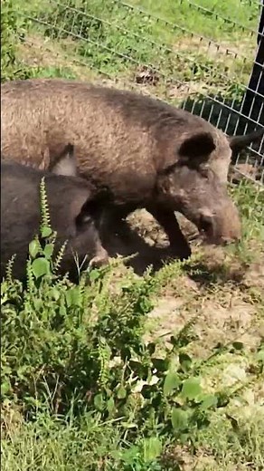 Billy Tries Catching WILD Feral Hogs 🐗🤪 | Billy the Exterminator | A&E #shorts