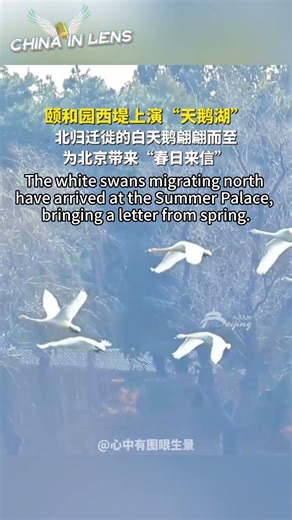 The white swans migrating north have arrived at the Summer Palace
