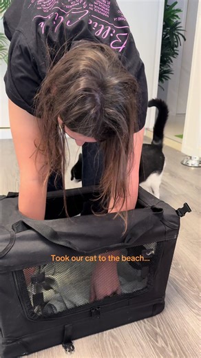 Cat Enjoys a Day at the Beach