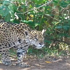 Leopard crosses life | Fans Primitive