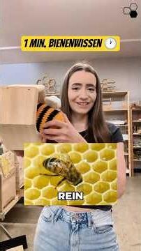 How do bees sleep? 💤 | 1 min. bee facts (part 4) ✨