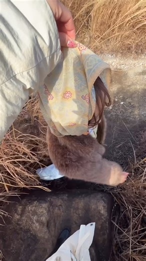 佐々木久美 on Instagram: "#ススキでつかまったササキ"