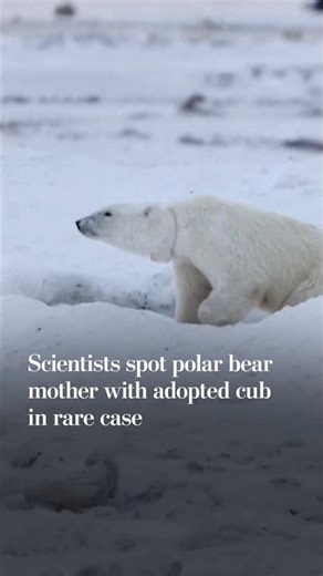 Polar bear mother adopts cub in rare case