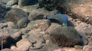 Blue-spotted wrasse (Anampses caeruleopunctatus) with partly yellow tail, belongs to the Labridae family, it is probably endemic species inhabiting coral reefs of the Red Sea and Aqaba gulf Stock Video
