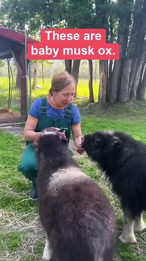 Muskox Love: Adorable Baby Muskox at AWCC