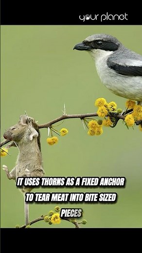 The BUTCHER BIRD that impales its prey on a tree | #wildlife #birds