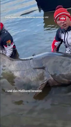 Weltrekord: Angler fangen gigantischen Wels | #ntv