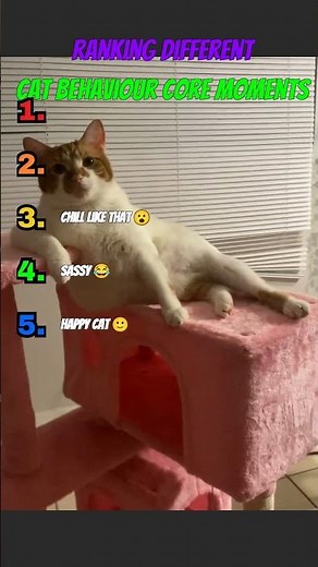 Ranking The Most Evil Cat Moments 😾 #cat #funny #shorts