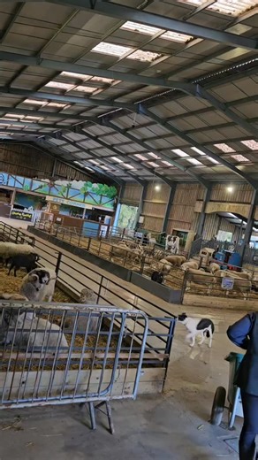 60 reactions · 4 comments | 3 days to set up for our fireworks event, here it is in just 3 minutes!!!  | The BIG Sheep Family Attraction | Facebook