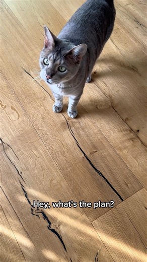 Come on… make up your mind already!😼 #funny #cat #catshorts