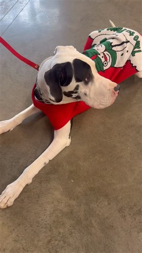 Creekside Canine Training on Instagram: "As you can imagine, Creed gets “can I pet your dog?” A lot. We don’t need say yes to every request but when we do say yes we ask to stranger to walk away if Creed leaves the down. This system was setup between trainer and pet owner to set Creed up for success in these situations so he is less likely to get overly excited which might lead to unwanted behaviors like jumping. Yay Creed great job!"