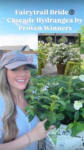 Garrison Farm & Garden | Retail Nursery~Plant Tips & Inspiration on Instagram: "🤍SHRUB OF THE WEEK🤍 Fairytrail Bride®️ Cascade Hydrangea by @provenwinners @Proven Winners ColorChoice The FIRST ever CASCADE hydrangea available in North America! One of the FIRST hydrangeas to BLOOM - this has quickly become one of our FAVORITE hydrangeas! ✨zones 5 to 9 ✨4’ tall x 4’ wide ✨full to part sun (afternoon shade in warmer zones) ✨graceful, trailing habit ✨use in containers, hanging baskets, or the land