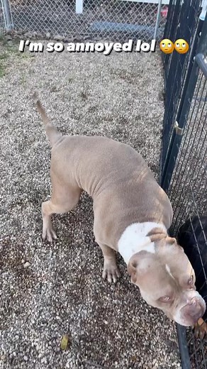 Ohana Bully Co on TikTok