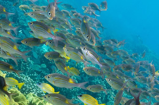 Biodiversité : une espèce sur huit, animale et végétale, risque de disparaître à brève échéance