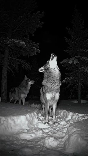 ‎Midnight Howl: Wolves in Winter's Embrace. #winter #wolves