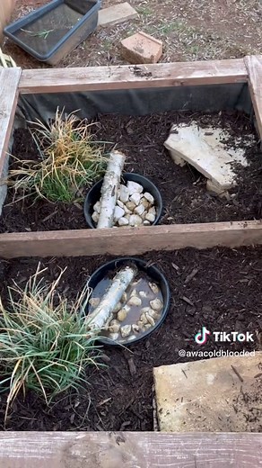 Redbud Reptiles on TikTok