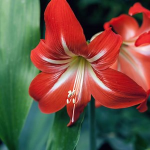 36K views · 10K reactions | Love Amaryllis? Here are 10 tips for Maximum Blooms!  | Garden Lovers Club | Facebook