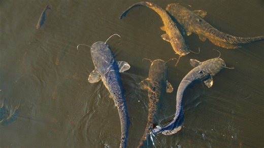 9-Foot-Long World Record Wels Catfish Caught In Poland Is Big Enough To Swallow A Goat
