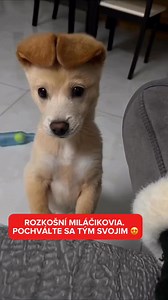 69K views · 751 reactions | Rozkošní miláčikovia  pochváľte sa tým svojim v komentároch  zdroj IG: puppys.club #novycasprezeny #steniatka #pes #priatelcloveka #milacikovia #puppies | NOVÝ ČAS PRE ŽENY | Facebook