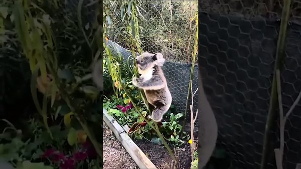 Heartwarming Moment as Koala Falls During Climbing Attempt