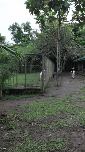 Supero Dog Farm on TikTok