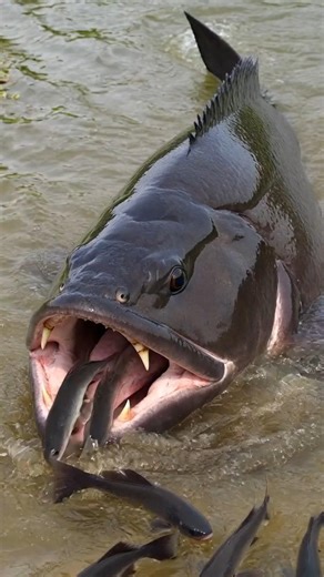 Big Rohu Fish Emerging From Village Water #fish