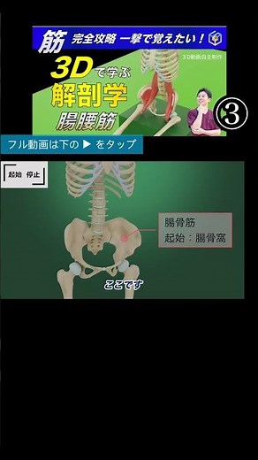 The origin and insertion of the iliopsoas muscle: A physical therapist reveals the truth about th...