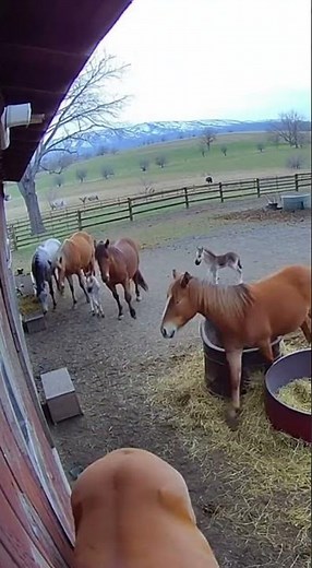 Wild Horses and Zebra Frolic on Farm – Captured by Security Camera
