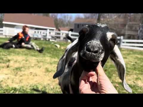 A couple minutes of Happy goats…guaranteed to dial down any stress!