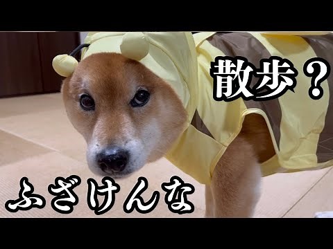 【大雨】散歩が嫌いな柴犬を雨の日に連れ出すのが、色々大変すぎる