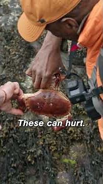 ”just don't stick your finger in the pincer” 🦀😅 #beargryllsrunningwild