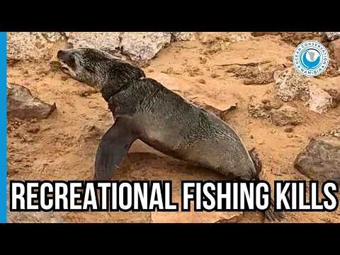 Cape Cross: A Hotspot for Hidden Suffering