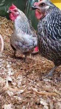 Grumpy #chickens #hens #backyardchickens