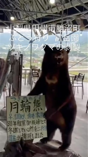 山梨県甲州市勝沼町 富岳園 ぶどう狩り ツキノワグマの剥製 シャインマスカット畑