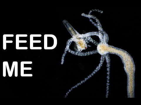 Feeding a microscopic monster (Hydra under the microscope)