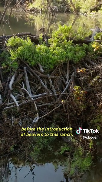 Beavers Revive Drought-Stricken Ranch in Idaho