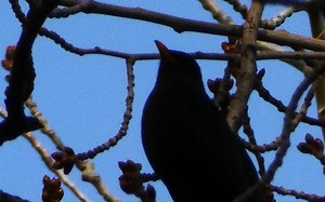 松下长焦卡片机zs80变焦测试-1