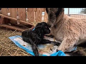 Nigerian Dwarf Goat gives birth (graphic)