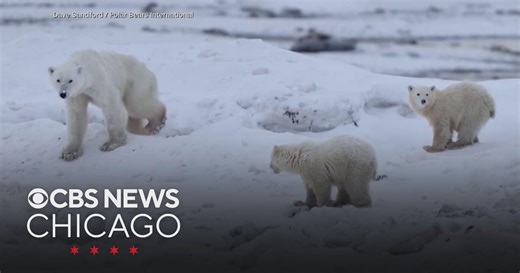 Polar bear mom adopts cub, shocking researchers