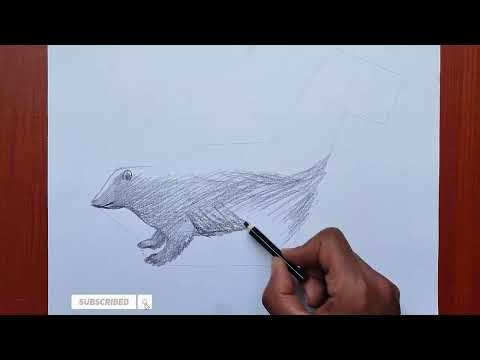 How to Draw a Skunk