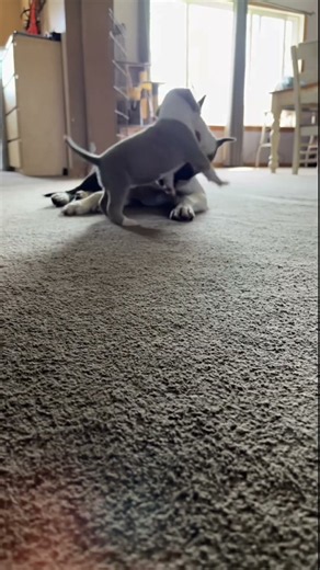 Puppy training #amstaff #puppy