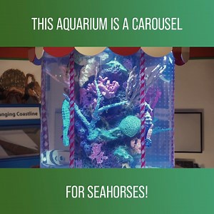 21K views · 644 reactions | The Natural History Museum requested the team make a fish tank for sea horses that looks like a fairground carousel! #Tanked Watch full episodes on discovery+: https://bit.ly/3HfHr6e | Love Animals | Facebook